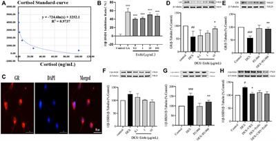 Protective effects and mechanisms of the Erzhi formula on glucocorticoid induced primary cortical neuron injury